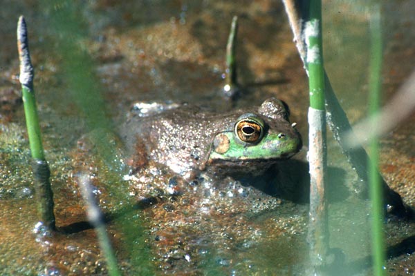 American Bullfrog (Lithobates catesbeianus)