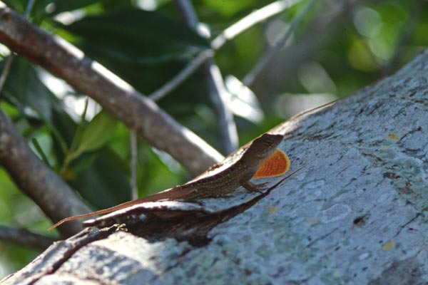 Cuban Brown Anole (Anolis sagrei sagrei)