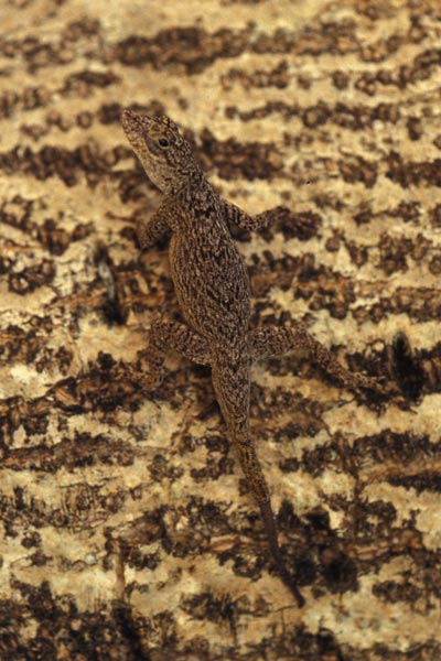 Florida Bark Anole (Anolis distichus floridanus)