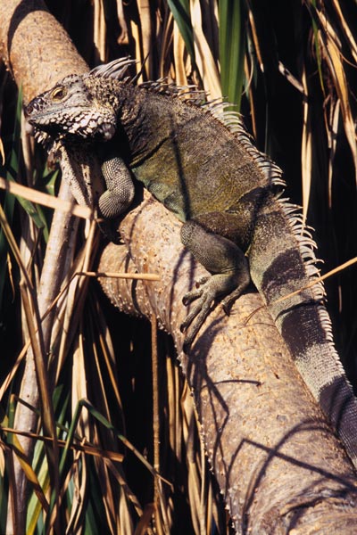 Green Iguana (Iguana iguana)