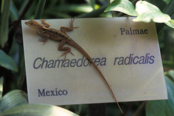 Cuban Brown Anole (Anolis sagrei sagrei)