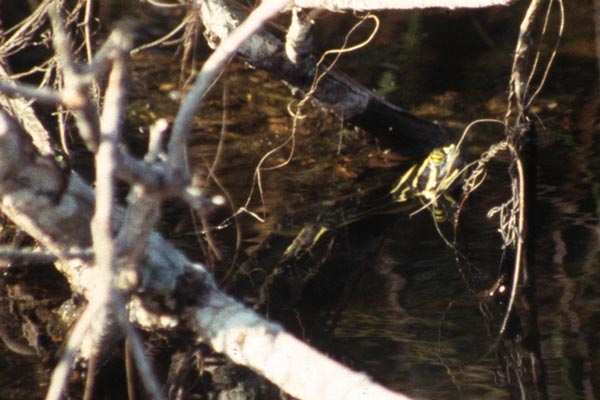 Florida Red-bellied Cooter (Pseudemys nelsoni)