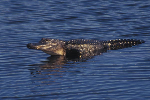 American Alligator (Alligator mississippiensis)