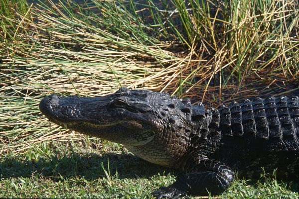 American Alligator (Alligator mississippiensis)