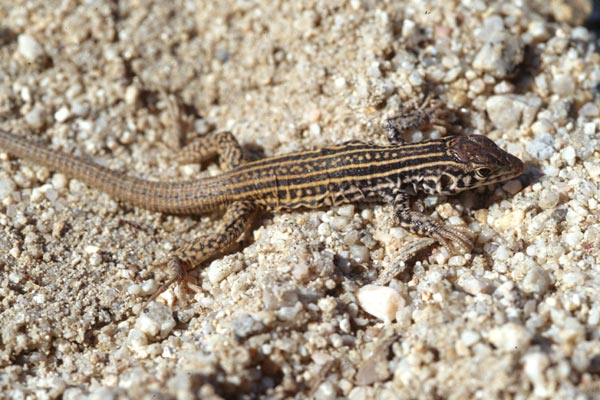 California Whiptail (Aspidoscelis tigris munda)