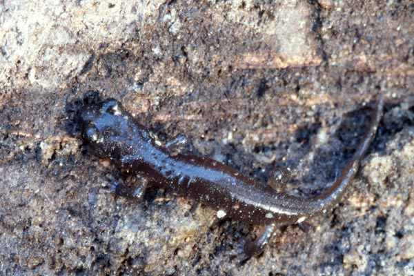 Arboreal Salamander (Aneides lugubris)