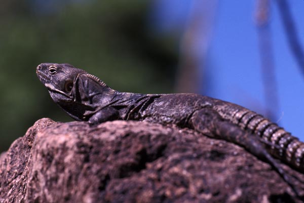 unidentified species (Ctenosaura  )