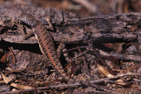 Eastern Zebra-tailed Lizard (Callisaurus draconoides ventralis)