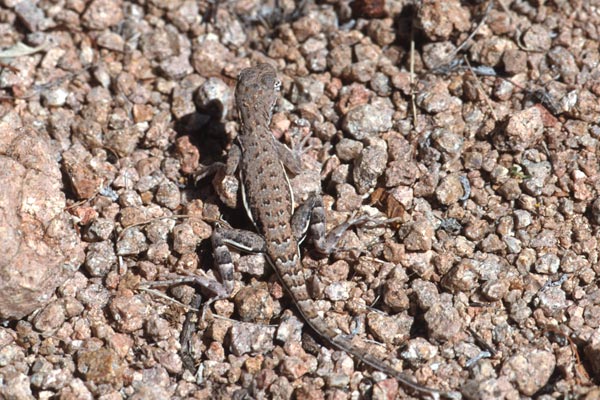 Eastern Zebra-tailed Lizard (Callisaurus draconoides ventralis)