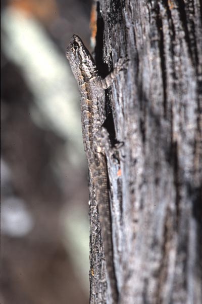 Schott’s Tree Lizard (Urosaurus ornatus schottii)