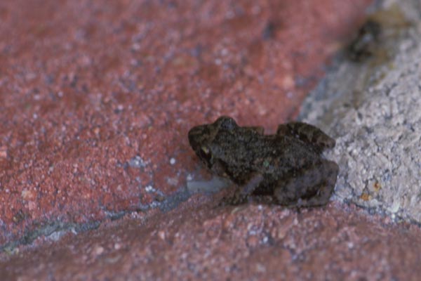 Greenhouse Frog (Eleutherodactylus planirostris)