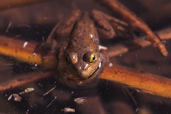 American Bullfrog (Lithobates catesbeianus)