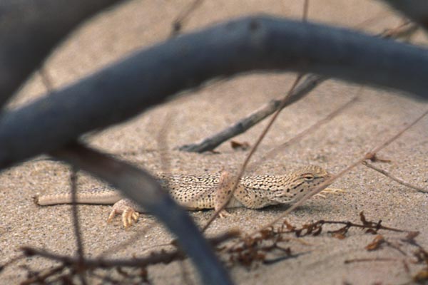 Colorado Desert Fringe-toed Lizard (Uma notata)