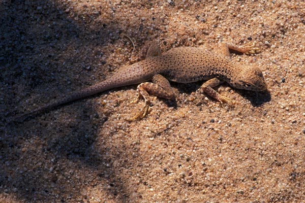 Mohave Fringe-toed Lizard (Uma scoparia)