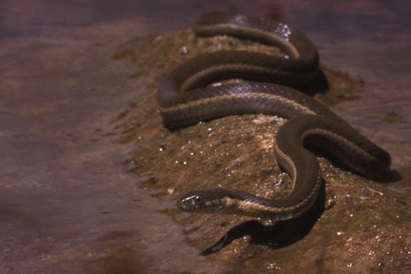 Two-striped Gartersnake (Thamnophis hammondii)