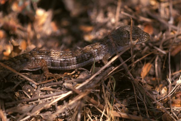 Woodland Alligator Lizard (Elgaria multicarinata webbii)