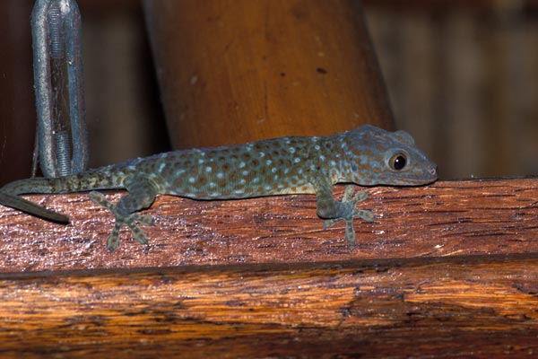 Tokay Gecko (Gekko gecko)