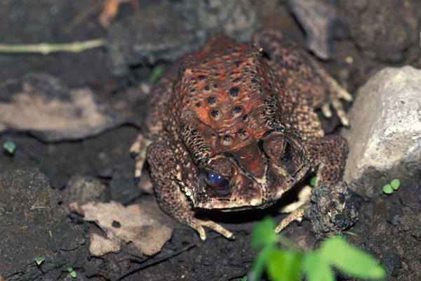 Black-spined Toad (Duttaphrynus melanostictus)