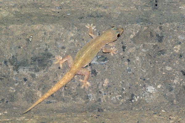 Common House Gecko (Hemidactylus frenatus)