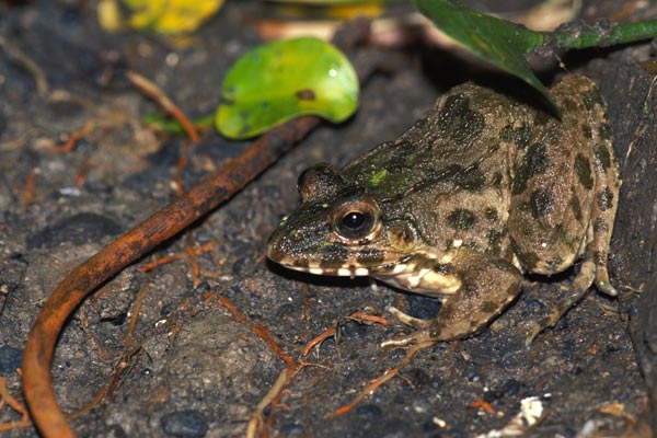 Crab-eating Frog (Fejervarya cancrivora)