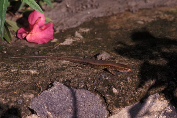 Common Sun Skink (Eutropis multifasciata)