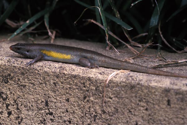 Common Sun Skink (Eutropis multifasciata)