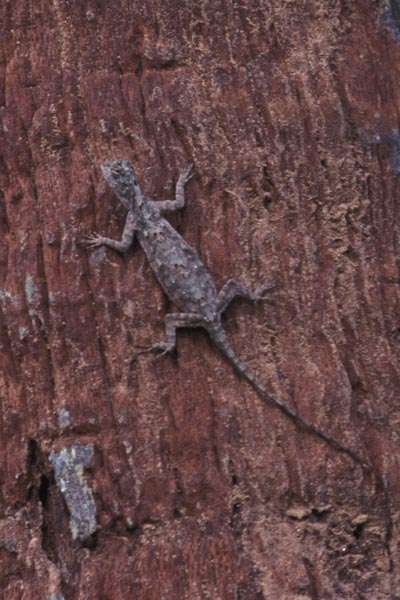 Javanese Flying Lizard (Draco volans)