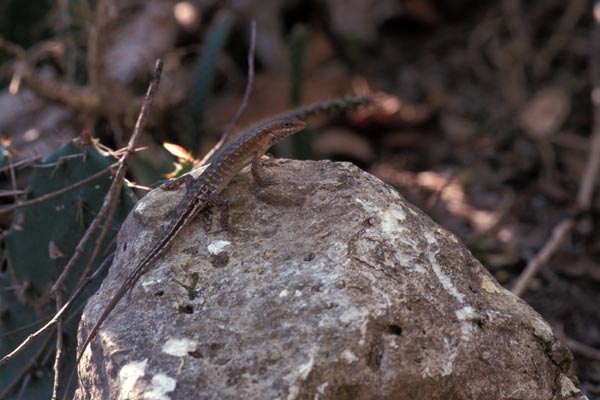 Lesser Sunda Dark-throated Skink (Sphenomorphus melanopogon)