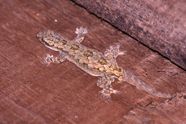 Asian Flat-tailed House Gecko (Hemidactylus platyurus)