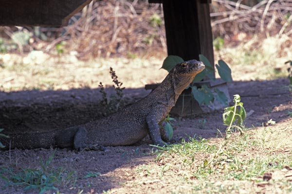 Komodo Dragon (Varanus komodoensis)