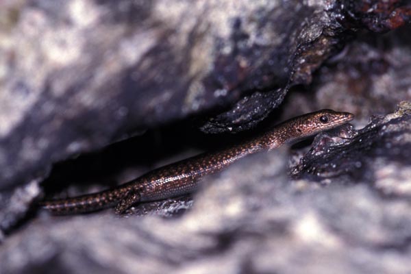 Burden’s Snake-eyed Skink (Cryptoblepharus burdeni)