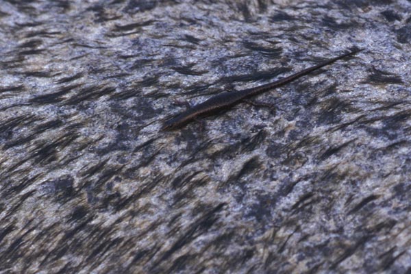 Burden’s Snake-eyed Skink (Cryptoblepharus burdeni)