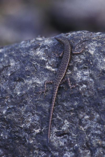 Burden’s Snake-eyed Skink (Cryptoblepharus burdeni)