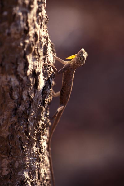 Boschma’s Flying Dragon (Draco boschmai)