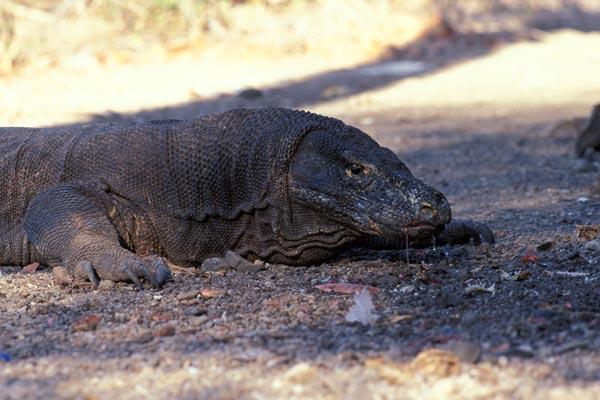 Komodo Dragon (Varanus komodoensis)