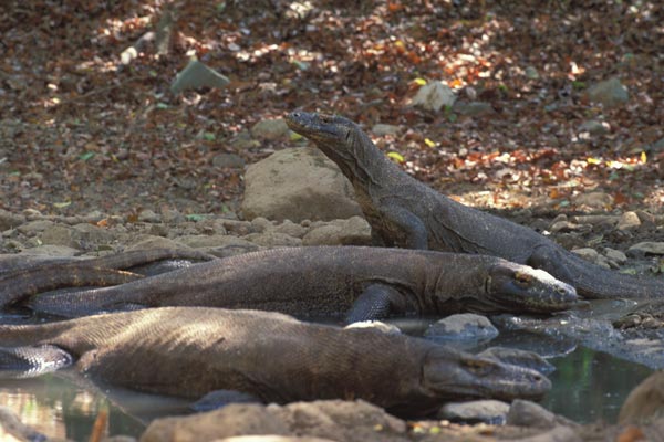 Komodo Dragon (Varanus komodoensis)