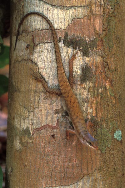 Lesser Sunda Dark-throated Skink (Sphenomorphus melanopogon)