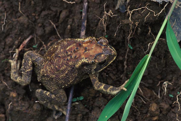 Black-spined Toad (Duttaphrynus melanostictus)