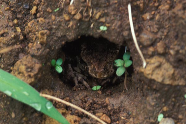 Black-spined Toad (Duttaphrynus melanostictus)