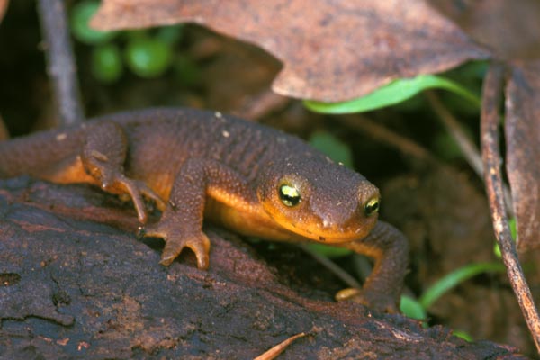 California Newt (Taricha torosa)