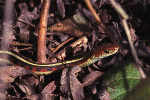 California Red-sided Gartersnake (Thamnophis sirtalis infernalis)