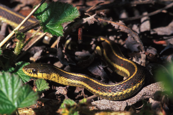 Coast Gartersnake (Thamnophis elegans terrestris)