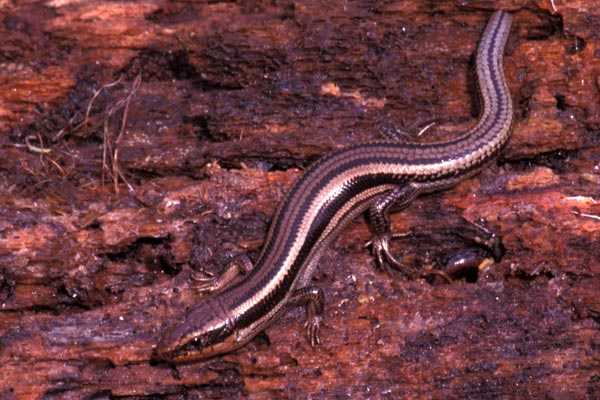 Skilton’s Skink (Plestiodon skiltonianus skiltonianus)