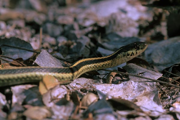 Valley Gartersnake (Thamnophis sirtalis fitchi)