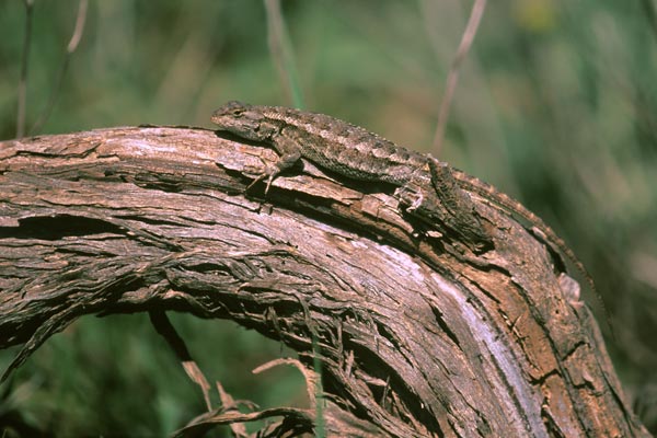 Coast Range Fence Lizard (Sceloporus occidentalis bocourtii)