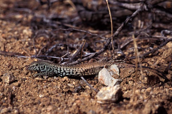 California Whiptail (Aspidoscelis tigris munda)