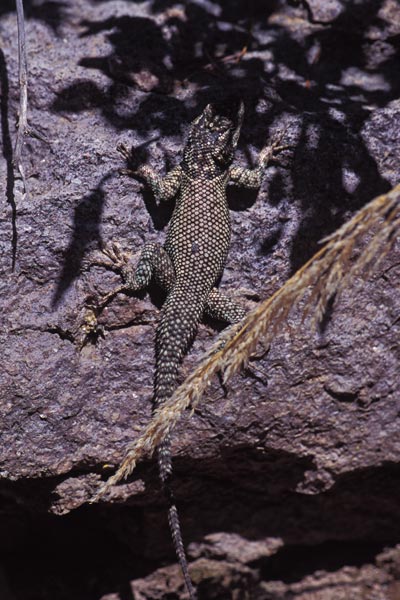 Yarrow’s Spiny Lizard (Sceloporus jarrovii)