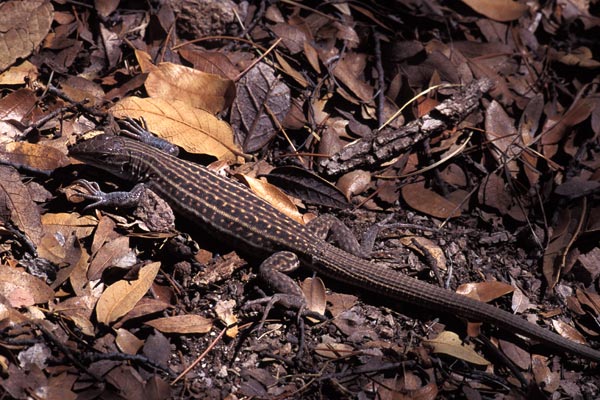 Chihuahuan Spotted Whiptail (Aspidoscelis exsanguis)