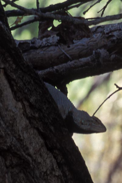 Sonoran Spiny Lizard (Sceloporus clarkii clarkii)