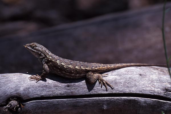 Southwestern Fence Lizard (Sceloporus cowlesi)